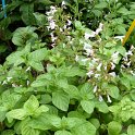 Calamintha nepeta